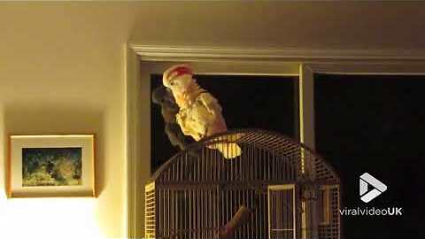 Cockatoo wants some attention