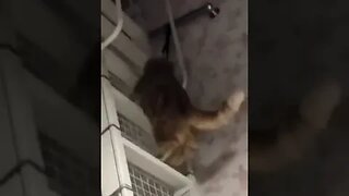 CAT VIDEO