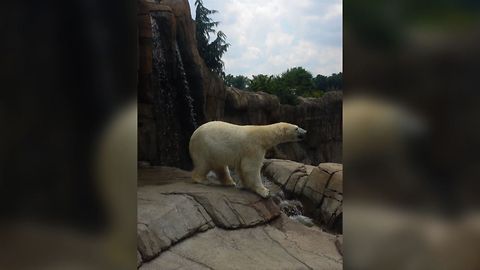 When Polar Bears Watch Too Many Disney Movies