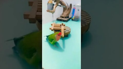 Funny Parrot #funny #reels #funnyvideo #shortvideo #shortsfeed #viral #comedy #parrot #shorts #short