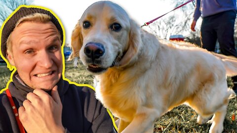 How To Train ANY Dog to STOP Pulling Without Being Harsh! 🐕🐕