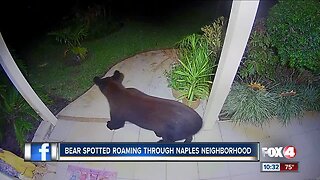 Black bear is spotted in Naples neighborhood