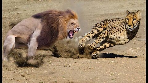 LION VS CHEETAH