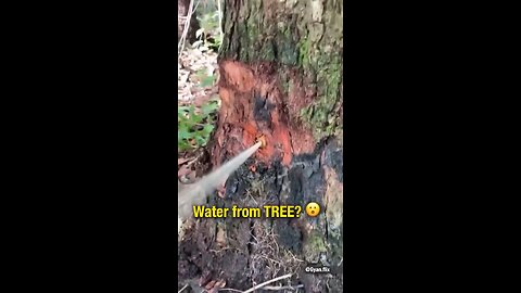 water from tree?