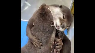 Cute Funny Sea Otter-69