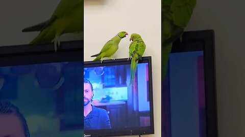 #viral #babyparrot #bird #greenparrot #parrot #mithu #talkingparrot #nightparrot #pet