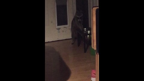 "Raccoon Sneaks Into A House And Stills Dogs’ Food"