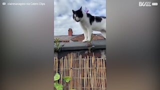 Vídeo inédito mostra conversa entre dois gatos -1