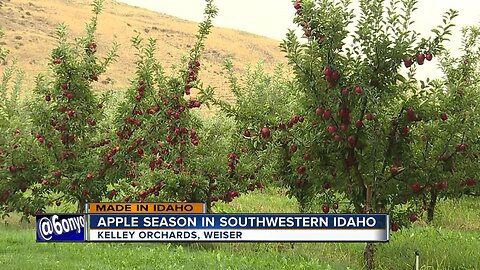 Made in Idaho: Weiser's Kelley Orchards welcomes visitors for fall apple harvest