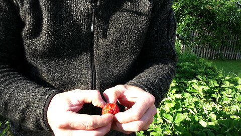 What happens when you bury your strawberries in mulch? You'll be surprised!