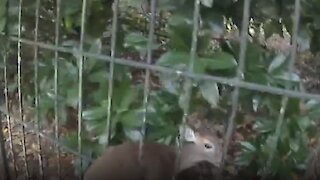 Baby deer stuck in fence rescued successfully by officer