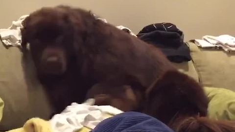 Guilty Newfoundland tries to hide behind pillow