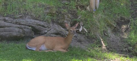 Deer naps on own's lawn