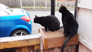 My kittens guarding my car