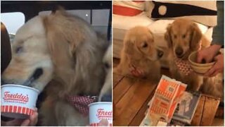 En blind golden retriever som älskar sin bästis