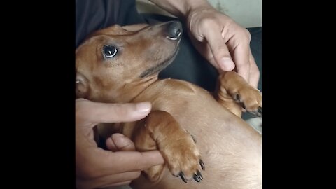 Dachshund Tiktok: When boredom strikes!