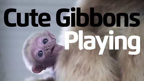 Cute Gibbons Playing & Climbing 😎😋🤩
