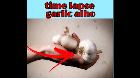 how to grow garlic time lapse # timelapse do crescimento do alho