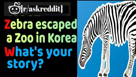 Today a zebra escaped a zoo in Korea and this happened- AskReddit-Best Posts & Comments