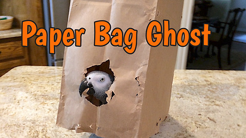 Creative parrot dresses as paper bag ghost for Halloween