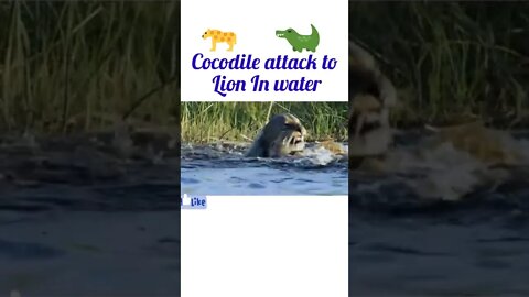 Cocodile attack to lion in water 🌊#shortvideo #shortsfeed #youtubeshorts