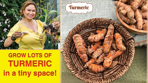 How to GROW TURMERIC ROOT in SMALL GARDEN (Tumeric HALDI ) Shirley Bovshow 🍀 Foodie Gardener™