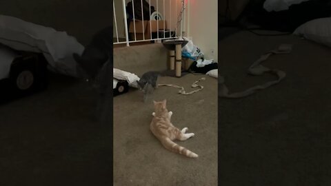 My Cats LOVE to Wrestle