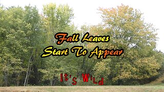 Fall Leaves Start To Appear