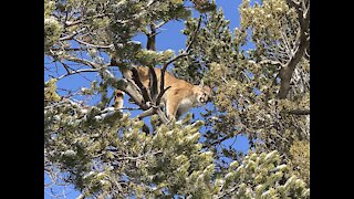 Mountain Lion