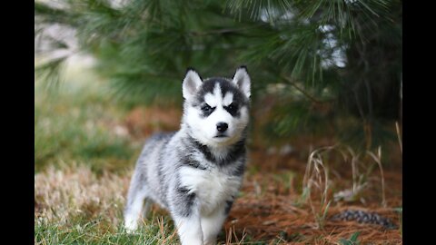 Our Cute little 🐶husky playing at home | Husky lovers dog lovers ♥