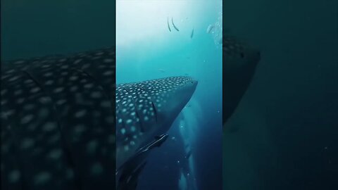 Swimming with Whale #amazing #nature #shortvideo #shorts