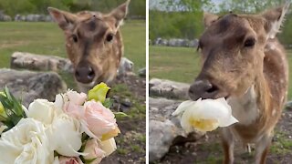 Rescued deer gets a tasty Easter treat