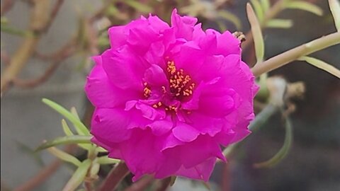 Beautiful pink Portulaca flowers #short