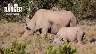 Black Rhino Mother And Calf | Ol Pejeta | Zebra Plains On Tour