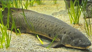 SOLO Remote Creek Fishing (RARE LUNGFISH)