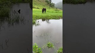 Rain drops in the creek