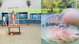 TUNDABADRA DAM AQAURIUM | RARE FISH COLLECTIONS #YouTube #fish #aquarium #tungabhadradam