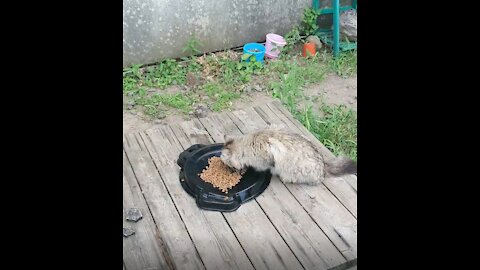 A cute cat is eating food.