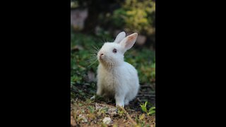 cute and lovely rabbits