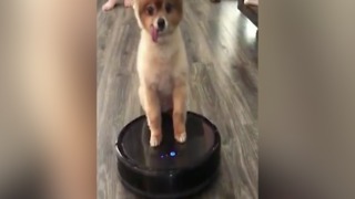 TONGUE OUT! Puppy rides on Roomba - ABC15 Digital