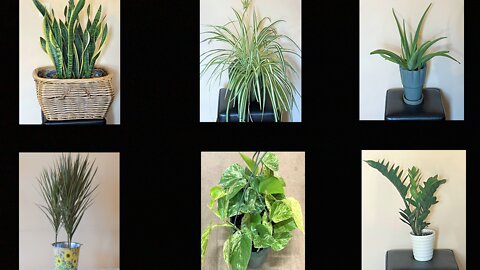 Excellent Indoor Plants for a healthy environment.