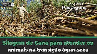 Silagem de Cana para atender os animais na transição água-seca. Tema de hoje de Foco nas Pastagens