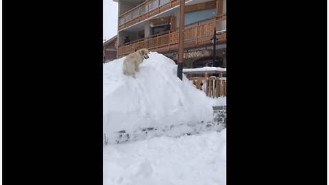 This Winter-Loving Labrador Loves To Catch Snowballs