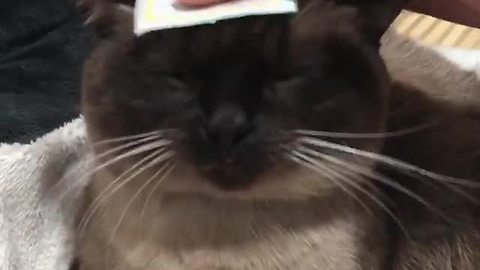 Cat simply loves relaxing head massage
