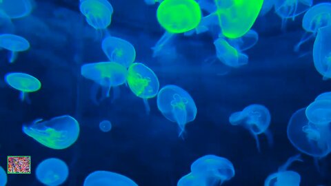 Jellyfish Aquarium | Meditation music for focusing, reducing stress, and sleep