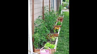My Vegetable Garden: Update 8/1/2021