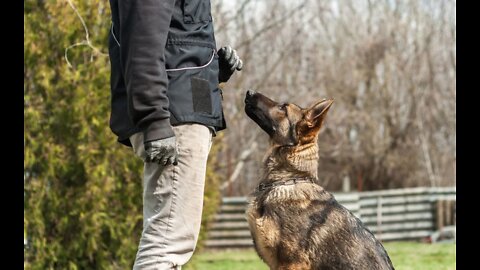 How To Turn Your Dog Into A Guard Dog With These Few Tips