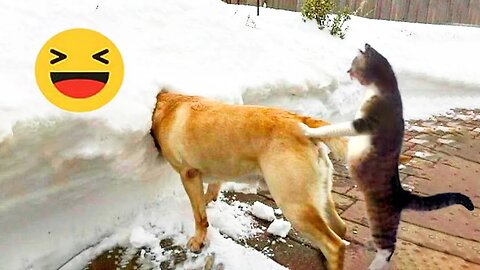 Episode #13 Best Funny Videos Compilation 2024 | Funny Animal Edition
