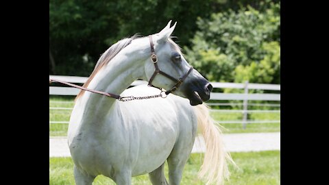 Manifique horses in fire shooting competition