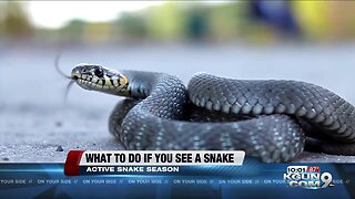 What you should do if you see a rattlesnake